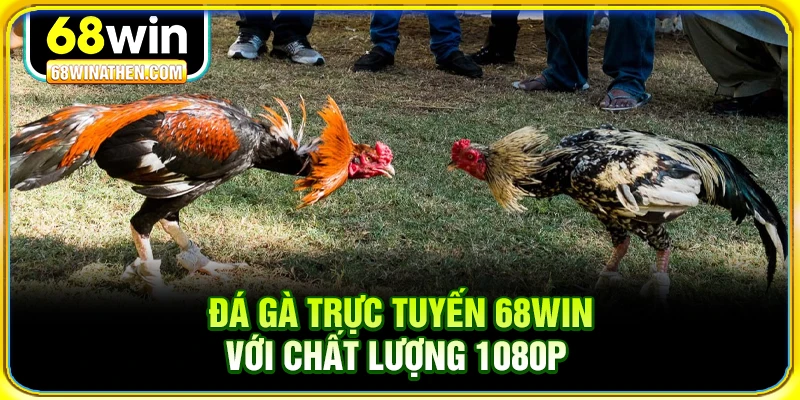 Đá gà trực tuyến 68win với chất lượng 1080p